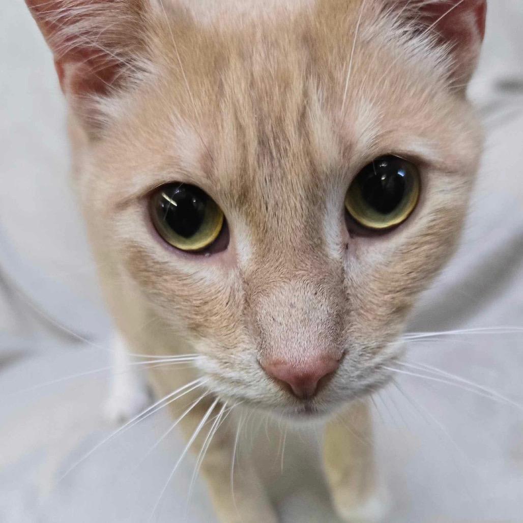 Enlarge Tinkerbell, a Adoptable Domestic Short Hair in Philadelphia, PA image 4/6