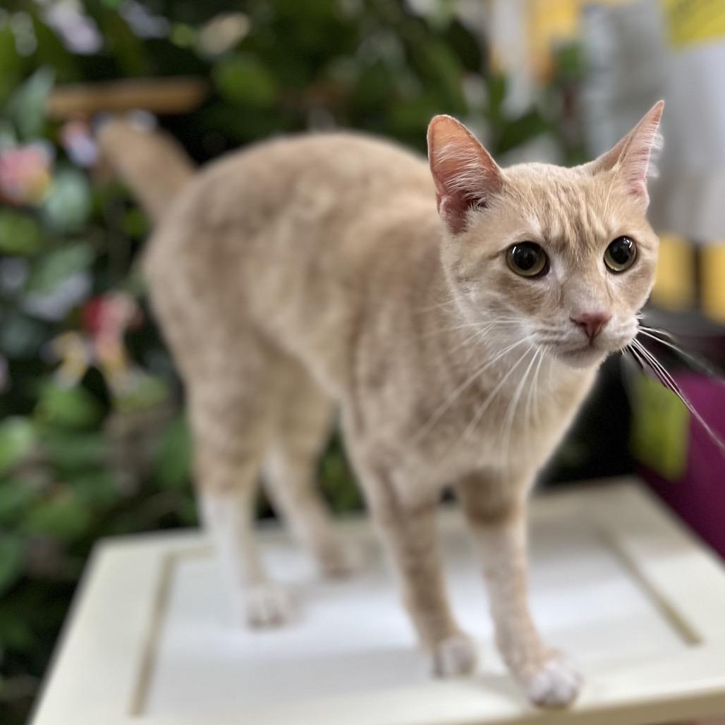 Enlarge Tinkerbell, a Adoptable Domestic Short Hair in Philadelphia, PA image 6/6