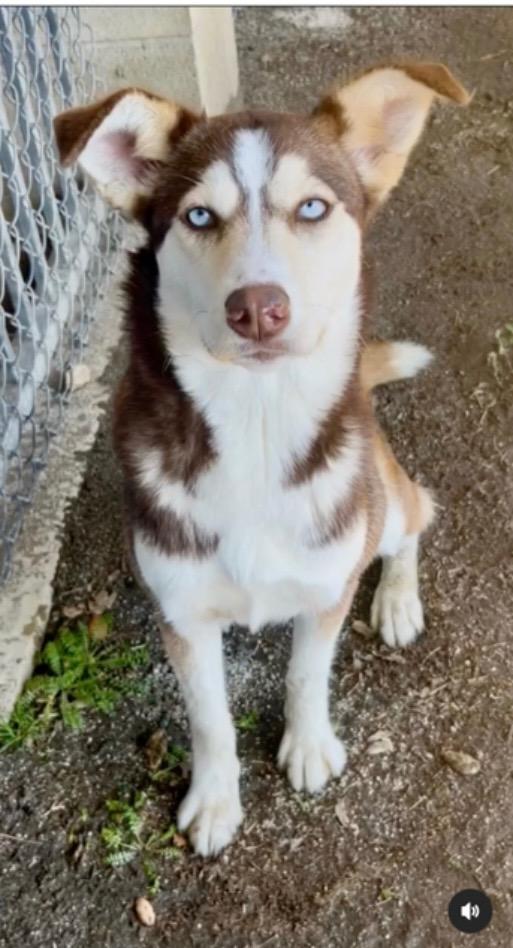 Enlarge THENA, a Adoptable Husky in Portland , OR image 2/6