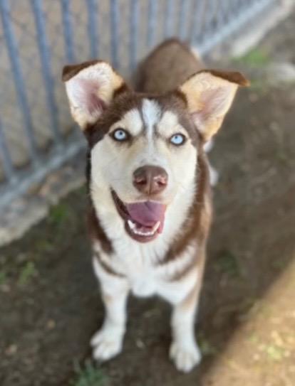 Enlarge THENA, a Adoptable Husky in Portland , OR image 3/6