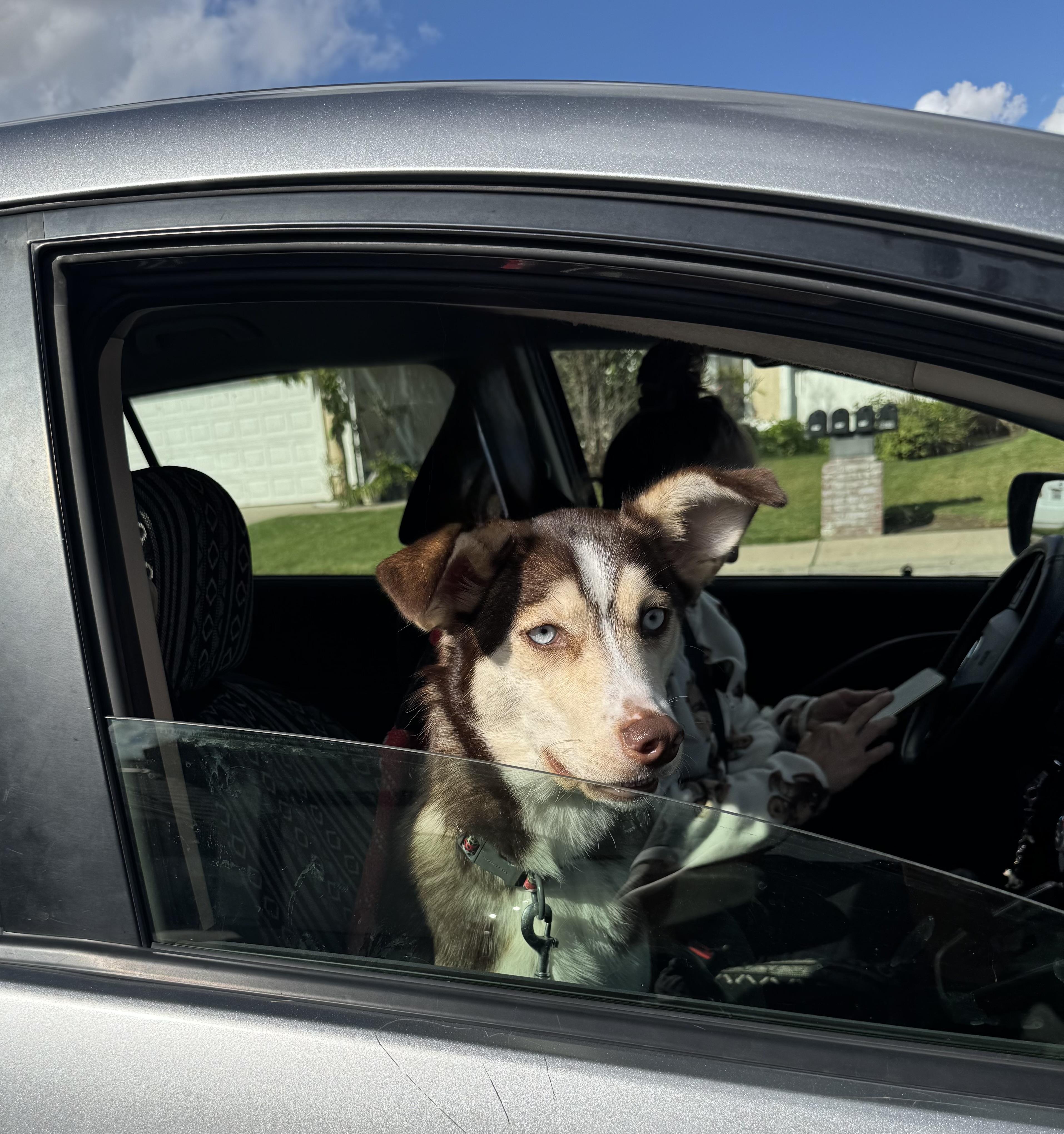 Enlarge THENA, a Adoptable Husky in Portland , OR image 5/6