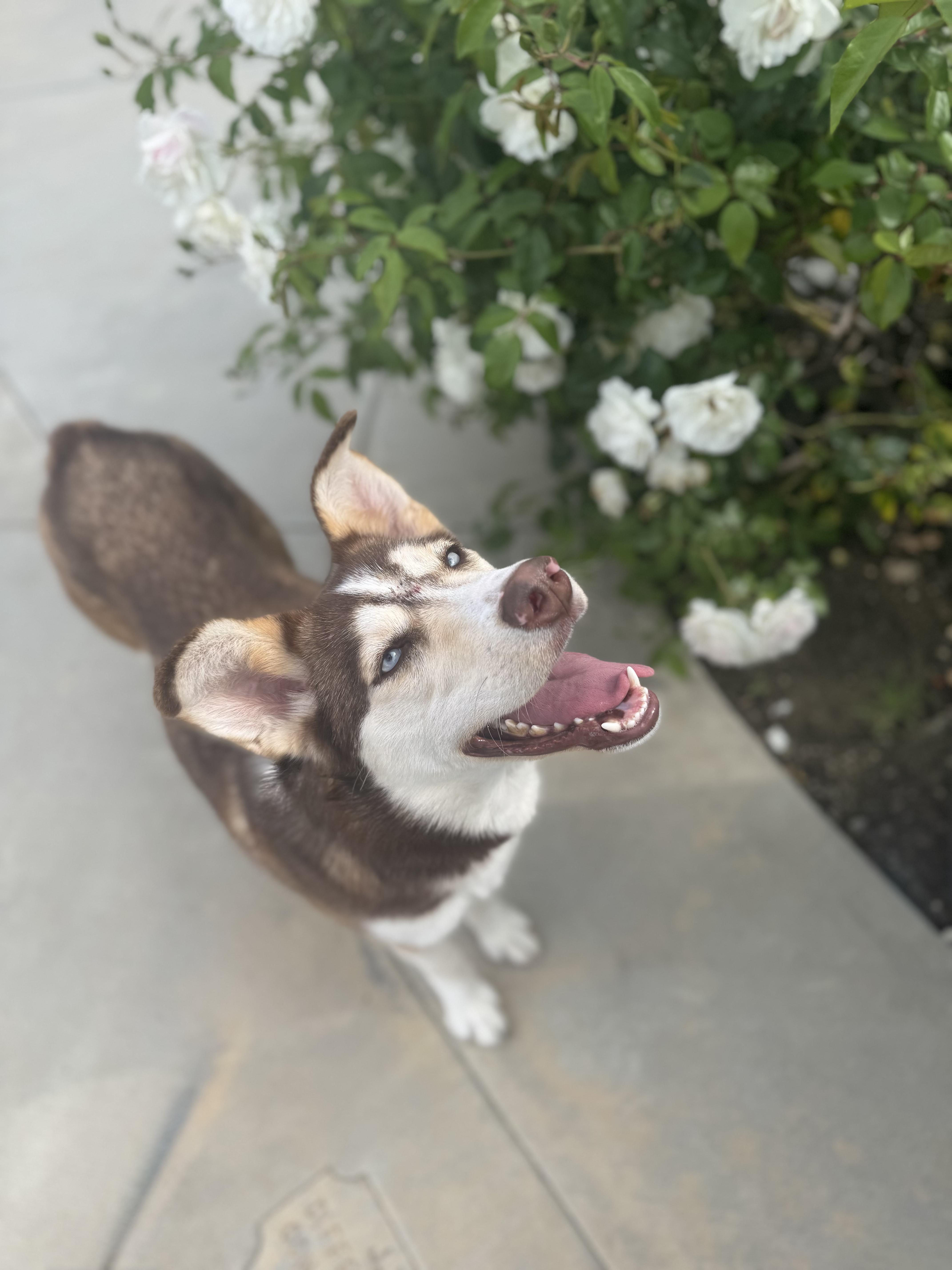 Enlarge THENA, a Adoptable Husky in Portland , OR image 4/6