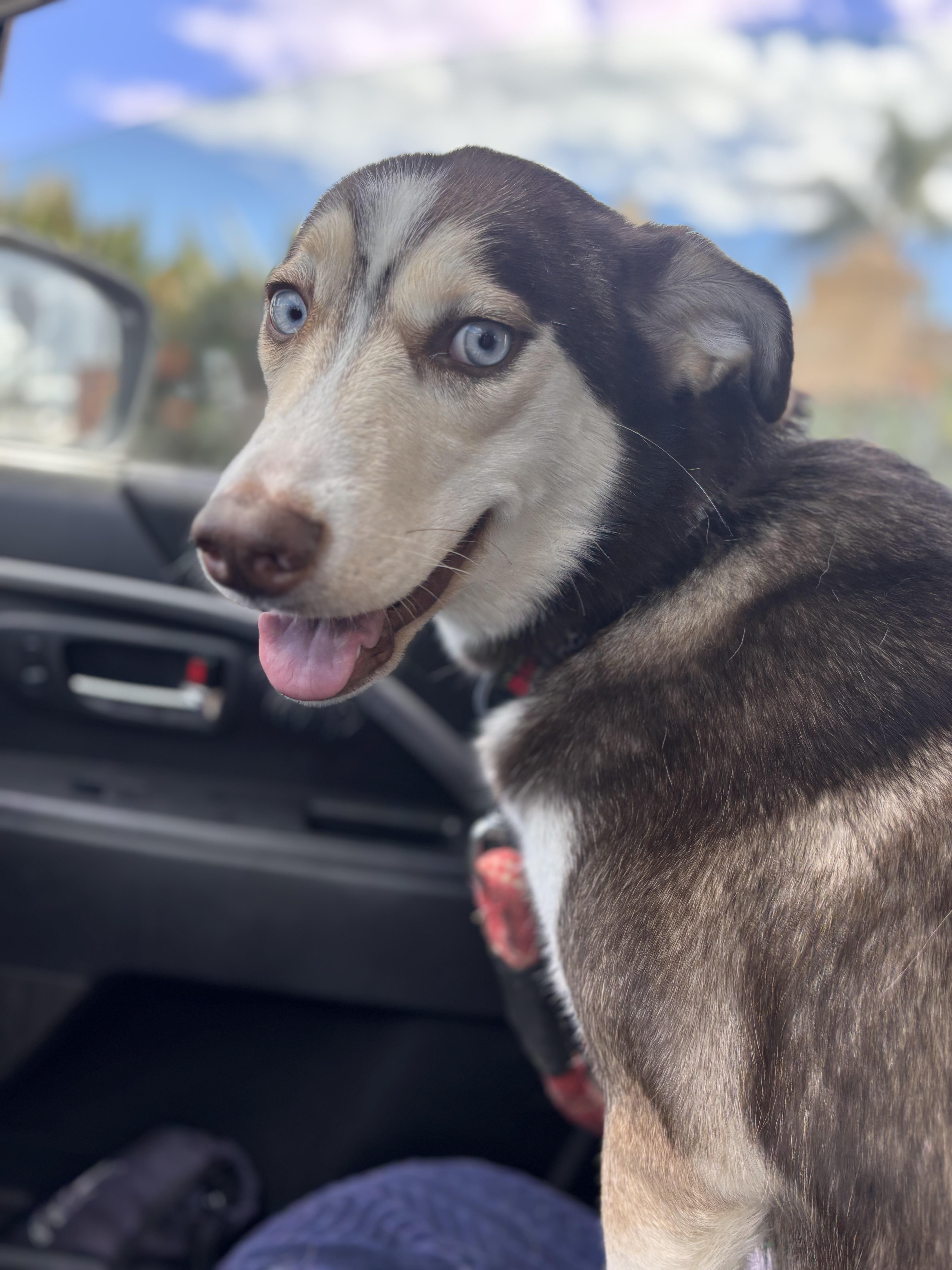 THENA, Adoptable, Young Female Husky.