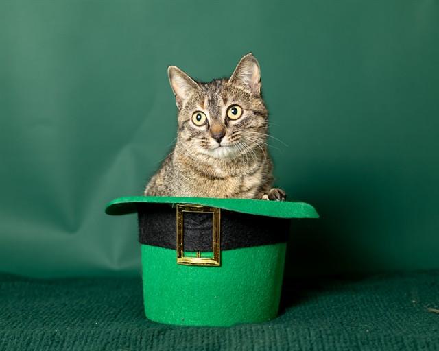 Enlarge HONOVI, a Adoptable Domestic Short Hair in Ames, IA image 1/1