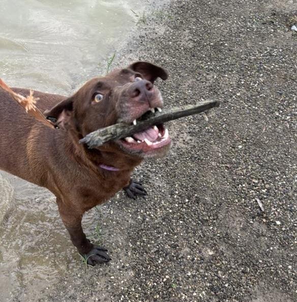 Stella Grace, Adoptable, Adult Female Labrador Retriever & Pit Bull Terrier.