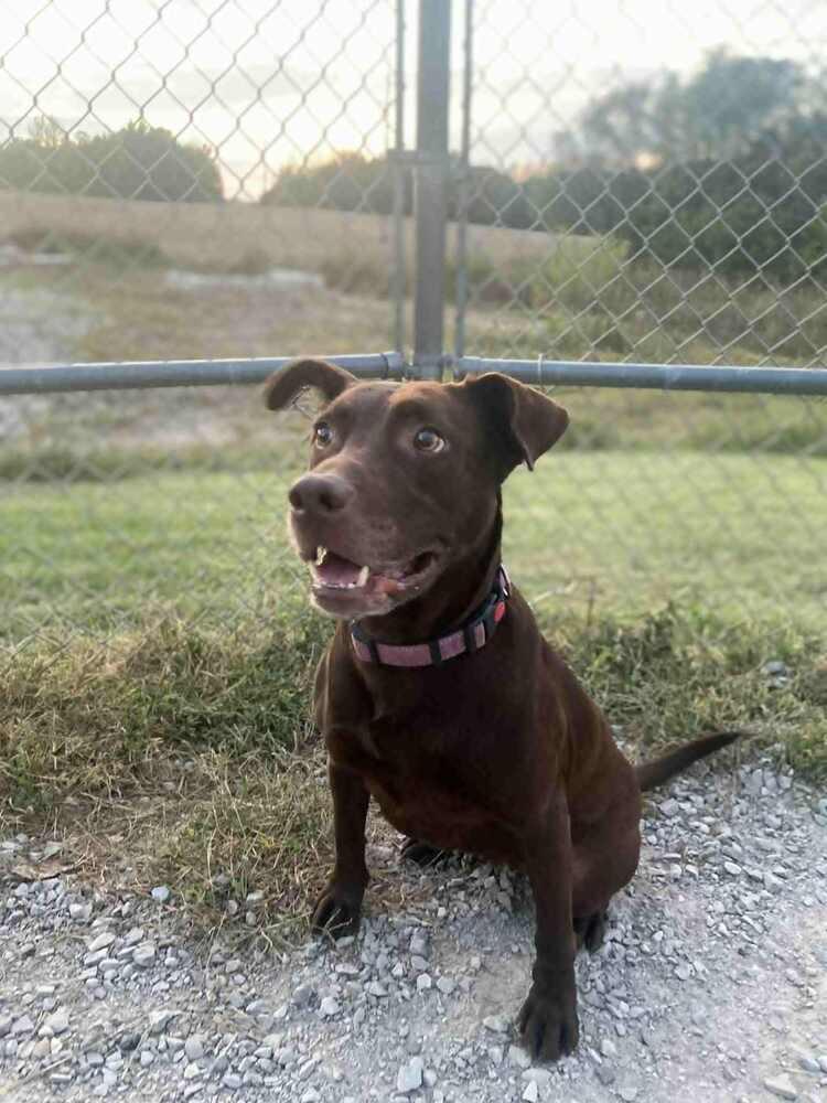 Enlarge Stella Grace, a Adoptable mixed breed in Evansville, IN image 2/6