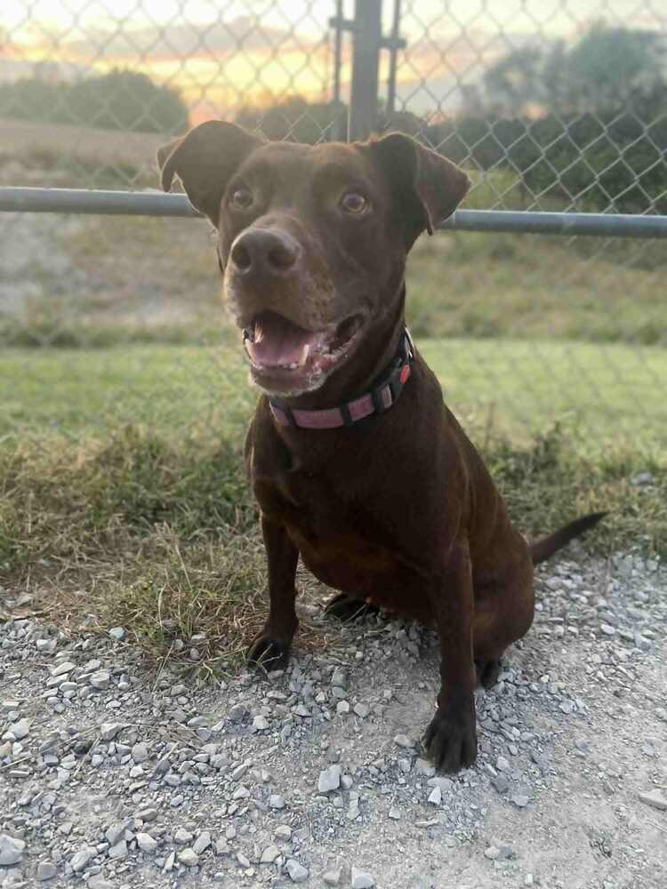 Enlarge Stella Grace, a Adoptable mixed breed in Evansville, IN image 3/6