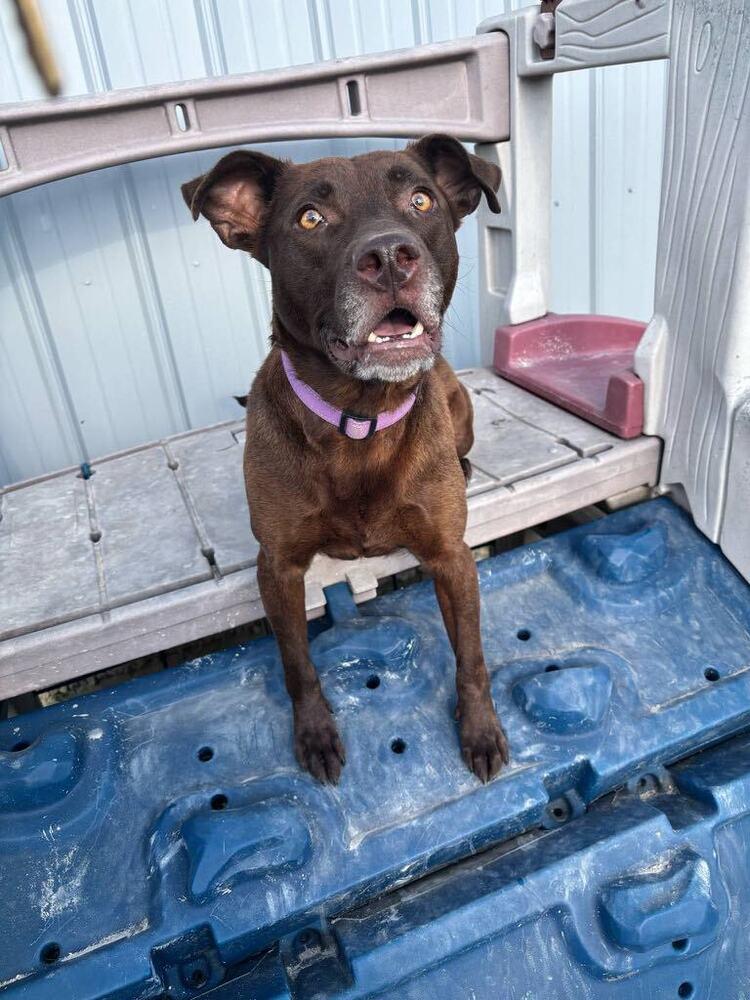 Stella Grace, Adoptable, Adult Female Labrador Retriever & Pit Bull Terrier.