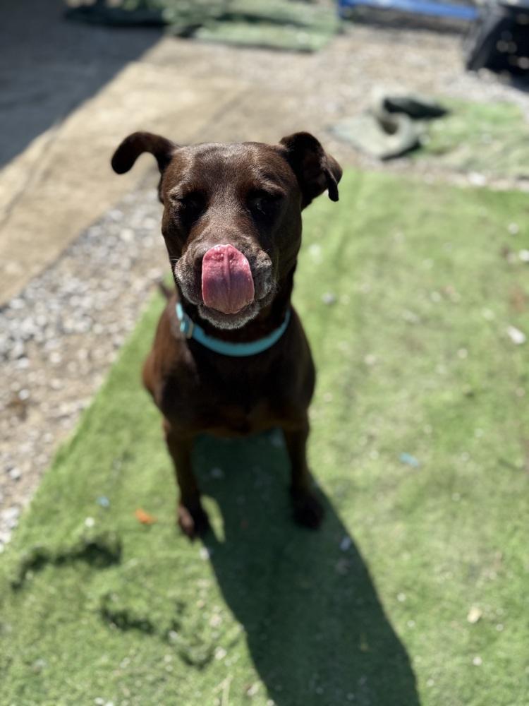 Enlarge Stella Grace, a Adoptable mixed breed in Evansville, IN image 4/6