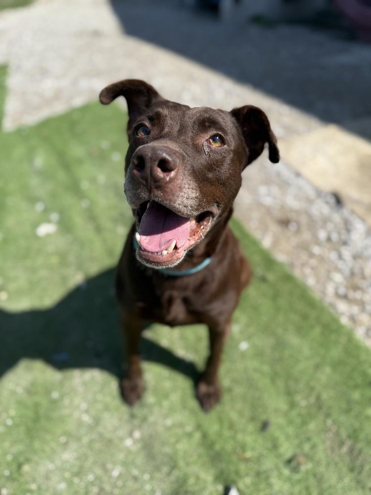 Enlarge Stella Grace, a Adoptable mixed breed in Evansville, IN image 5/6