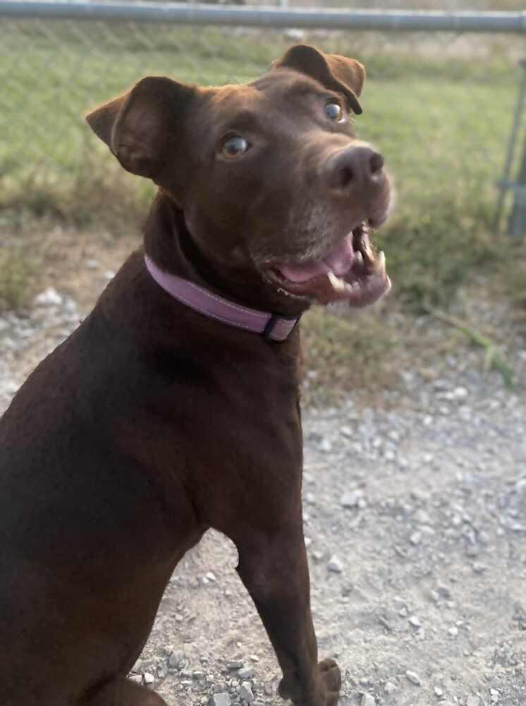 Enlarge Stella Grace, a Adoptable mixed breed in Evansville, IN image 5/6