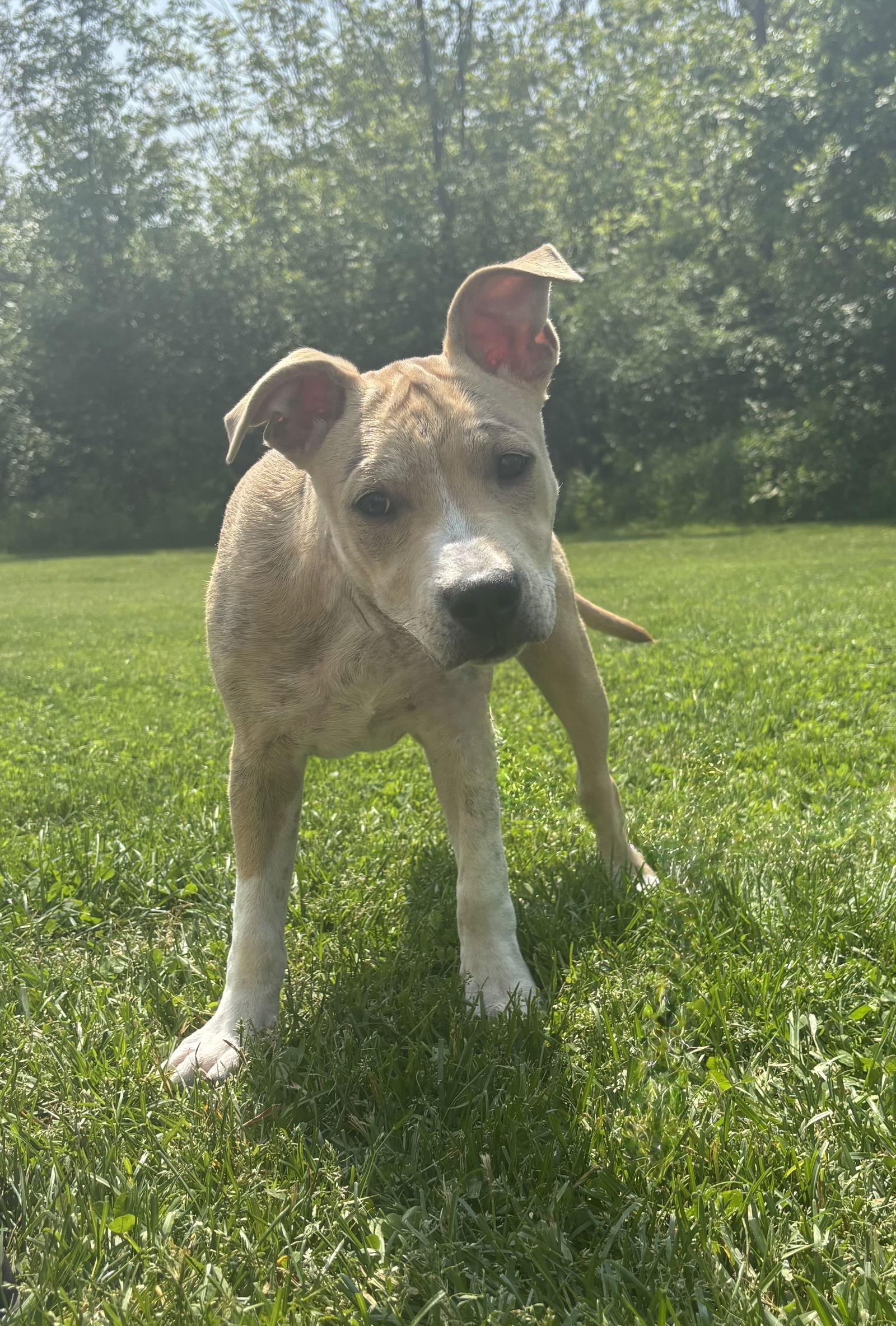 AJ, a Adoptable mixed breed in Tonawanda, NY image 1/3