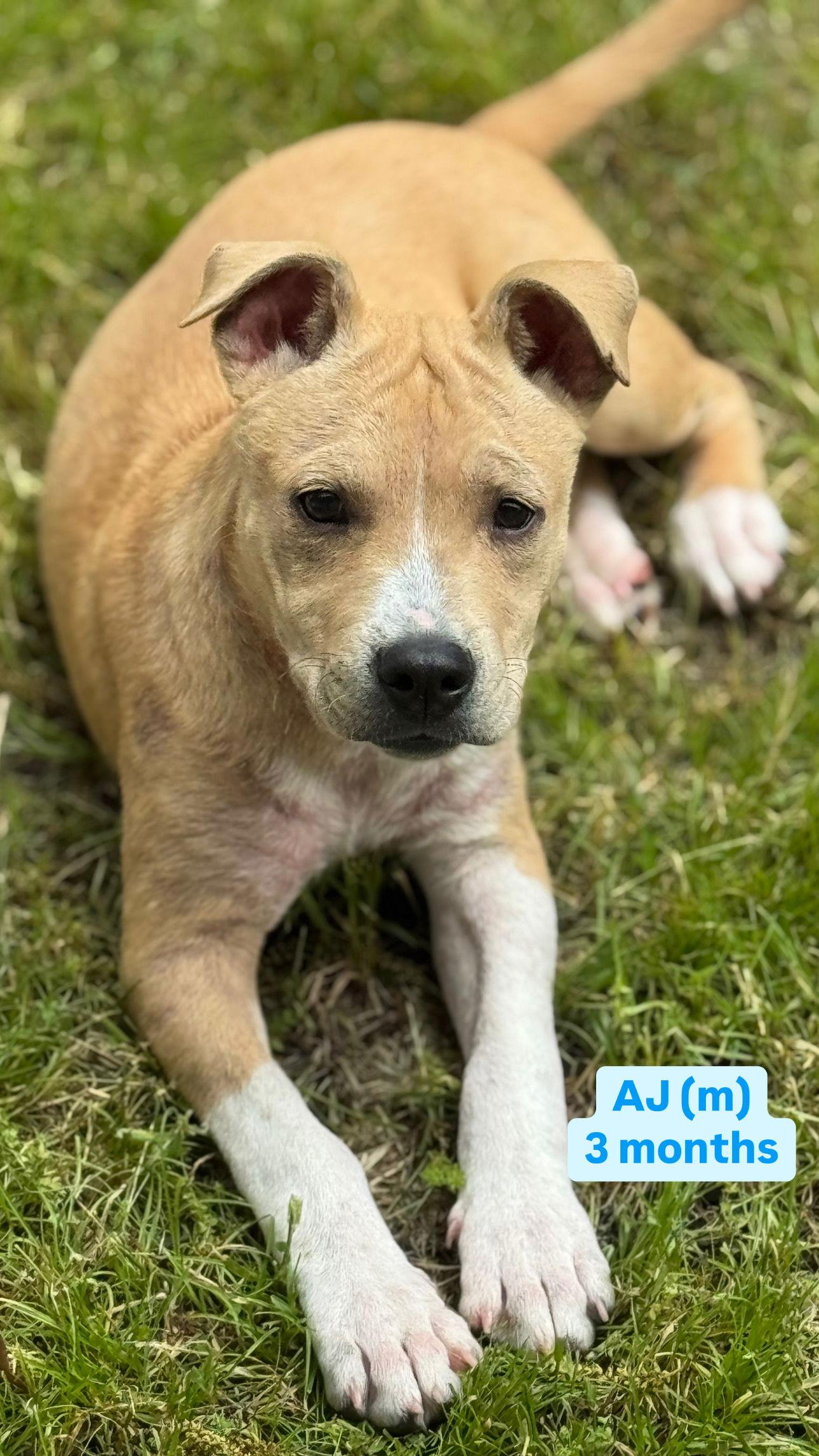AJ, a Adoptable mixed breed in Tonawanda, NY image 2/3