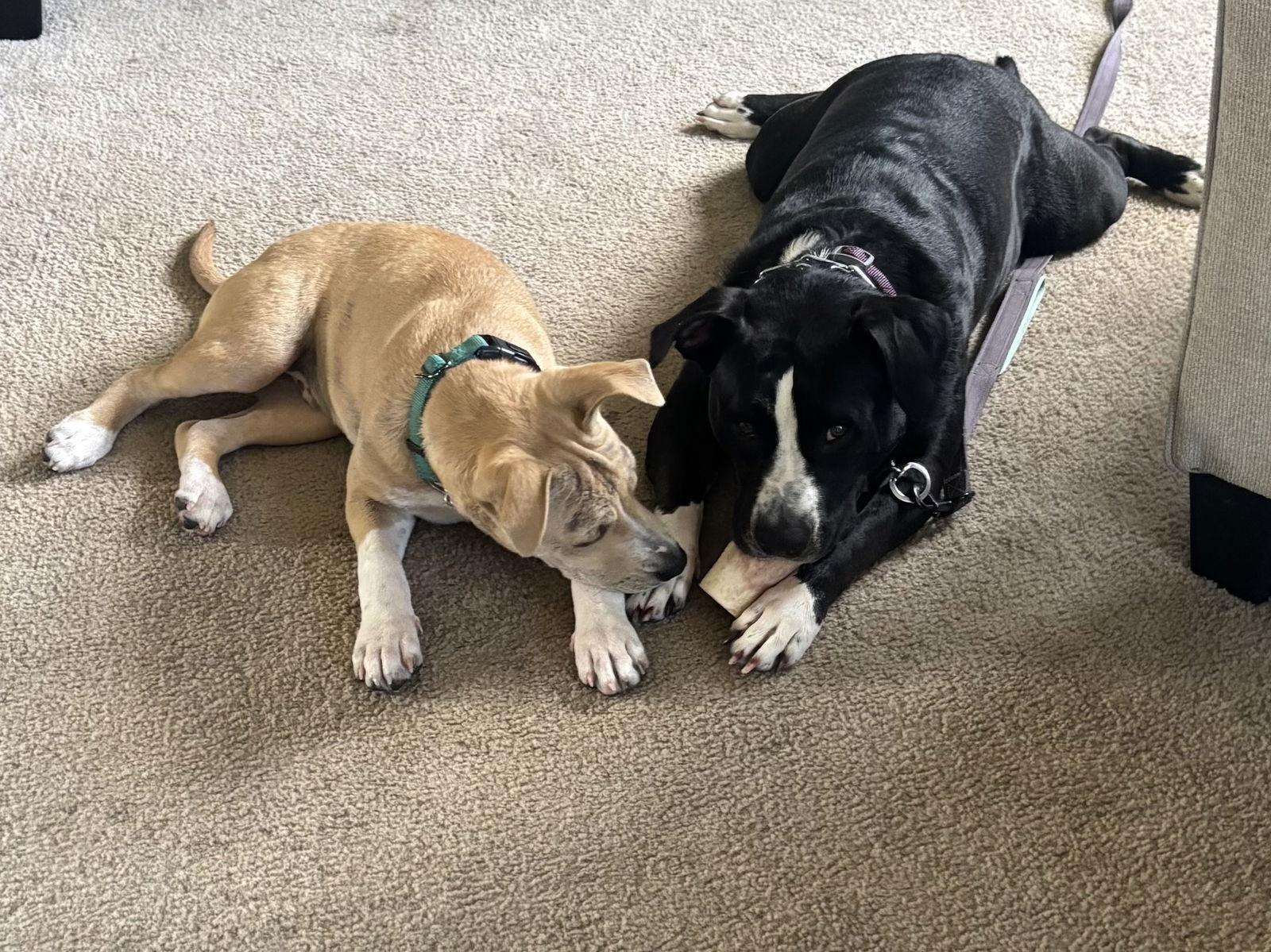 AJ, a Adoptable mixed breed in Tonawanda, NY image 3/3