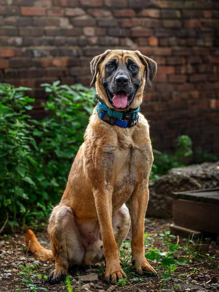 Uzu, Adoptable, Young Male Tosa Inu.