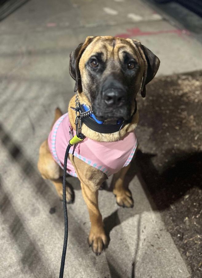 Enlarge Uzu, a Adoptable mixed breed in Long Island City, NY image 2/6