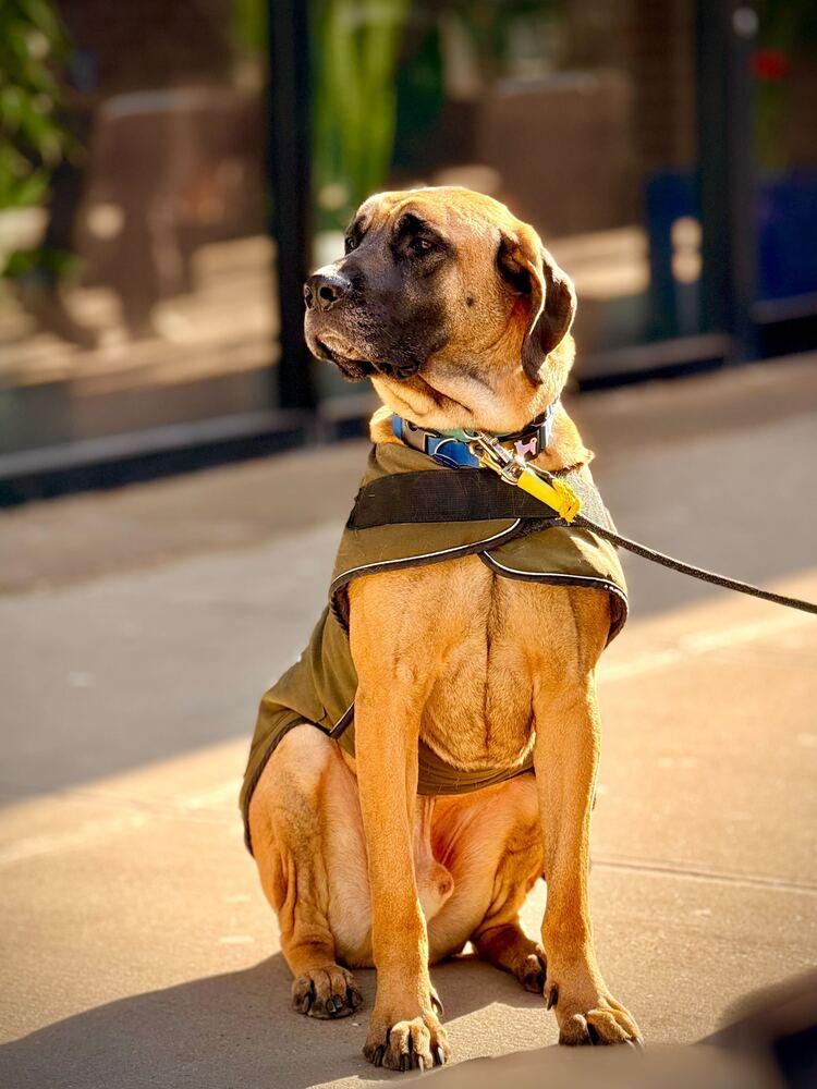 Uzu, a Adoptable mixed breed in Long Island City, NY image 3/6