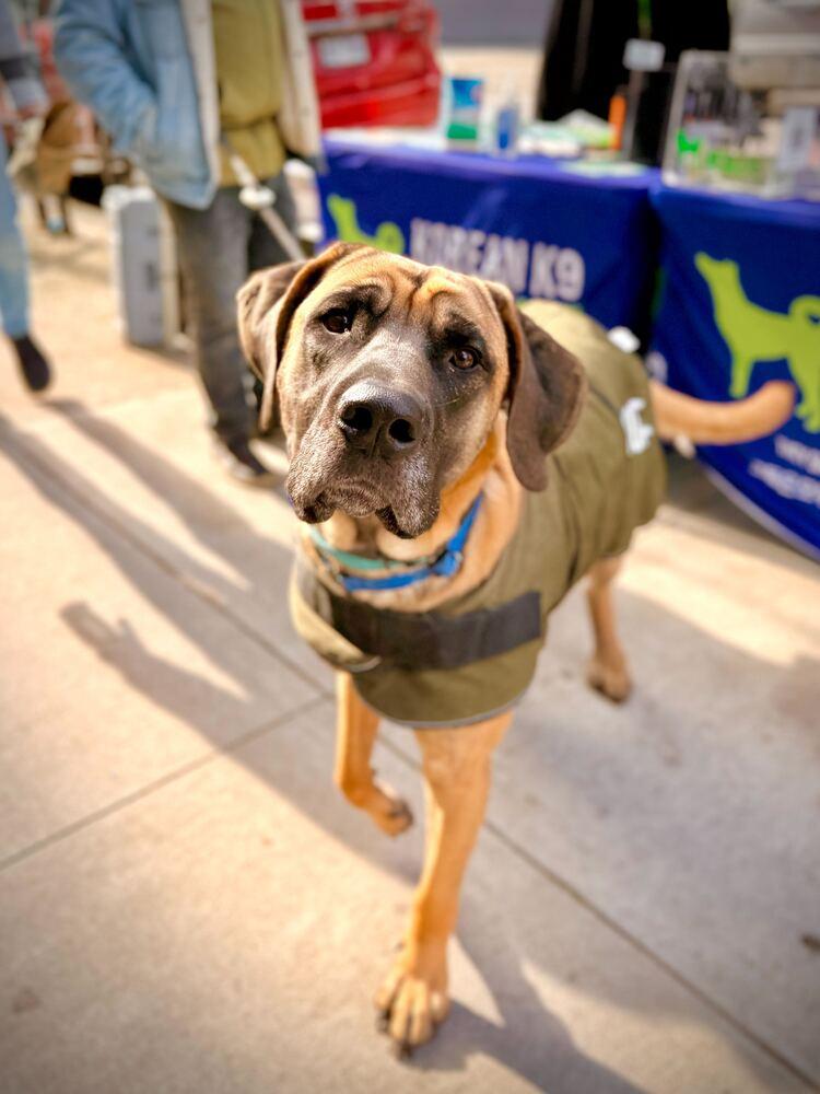 Uzu, a Adoptable mixed breed in Long Island City, NY image 4/6