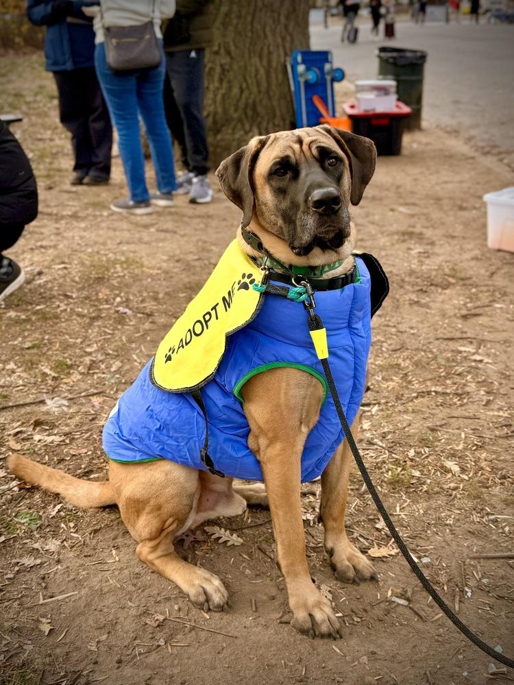 Enlarge Uzu, a Adoptable mixed breed in Long Island City, NY image 3/6