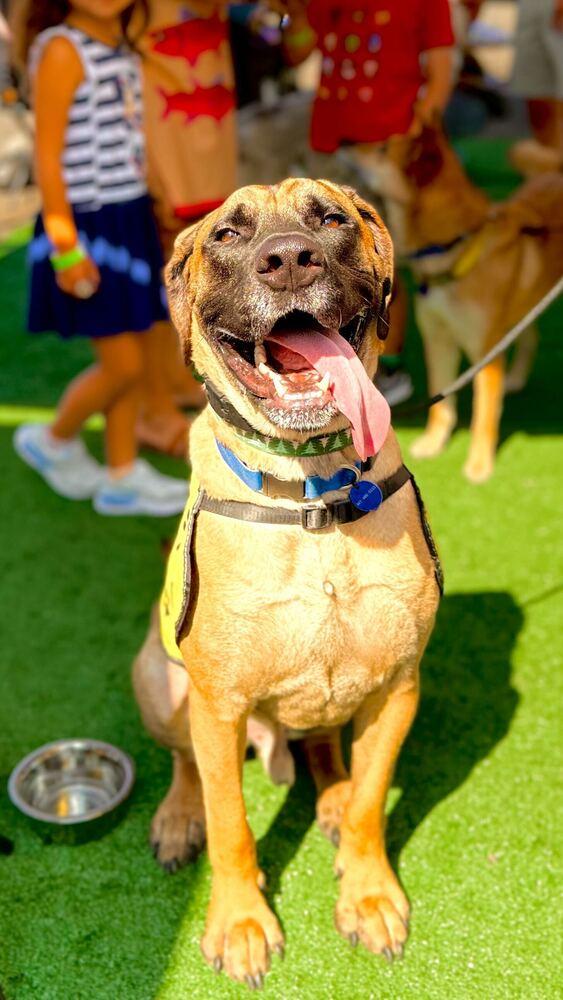 Enlarge Uzu, a Adoptable mixed breed in Long Island City, NY image 4/6