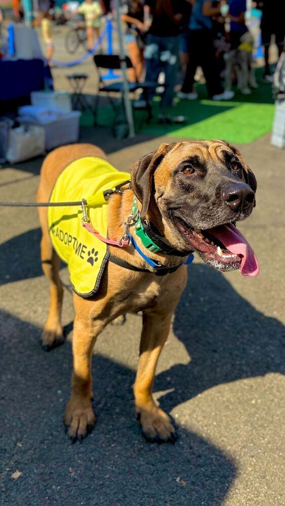 Enlarge Uzu, a Adoptable mixed breed in Long Island City, NY image 5/6