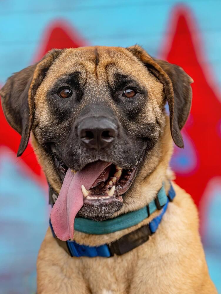 Enlarge Uzu, a Adoptable mixed breed in Long Island City, NY image 6/6