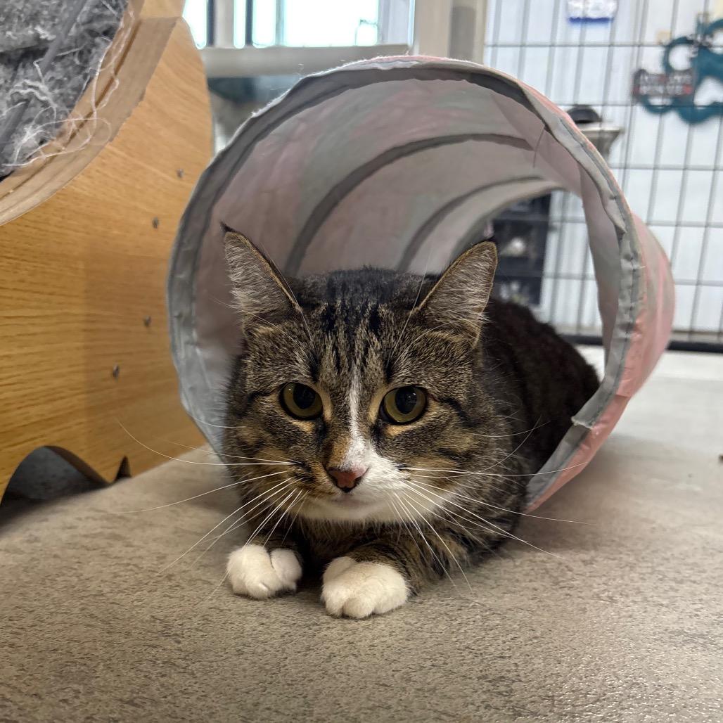 Pat, Adoptable, Adult Female Domestic Short Hair.