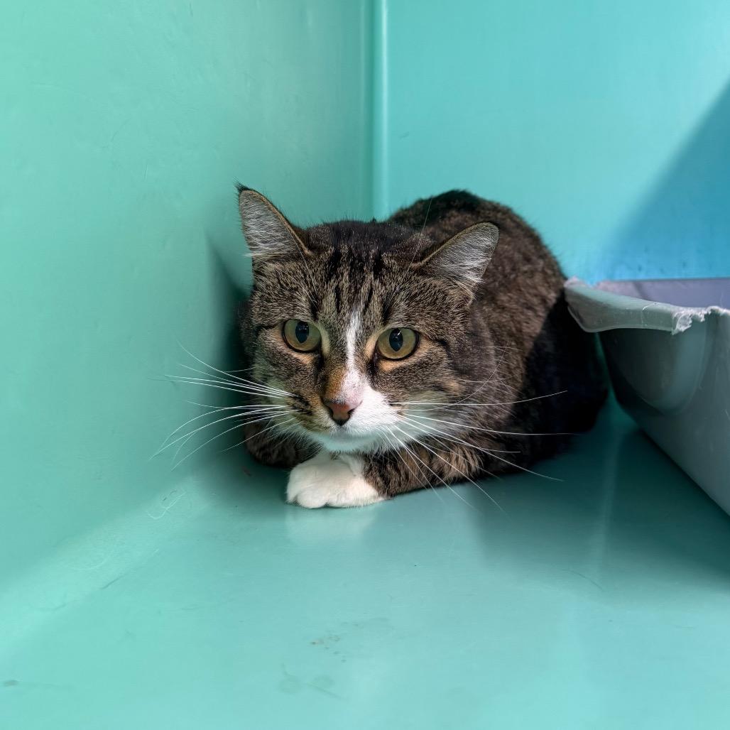 Enlarge Pat, a Adoptable Domestic Short Hair in Spanish Fork, UT image 2/2