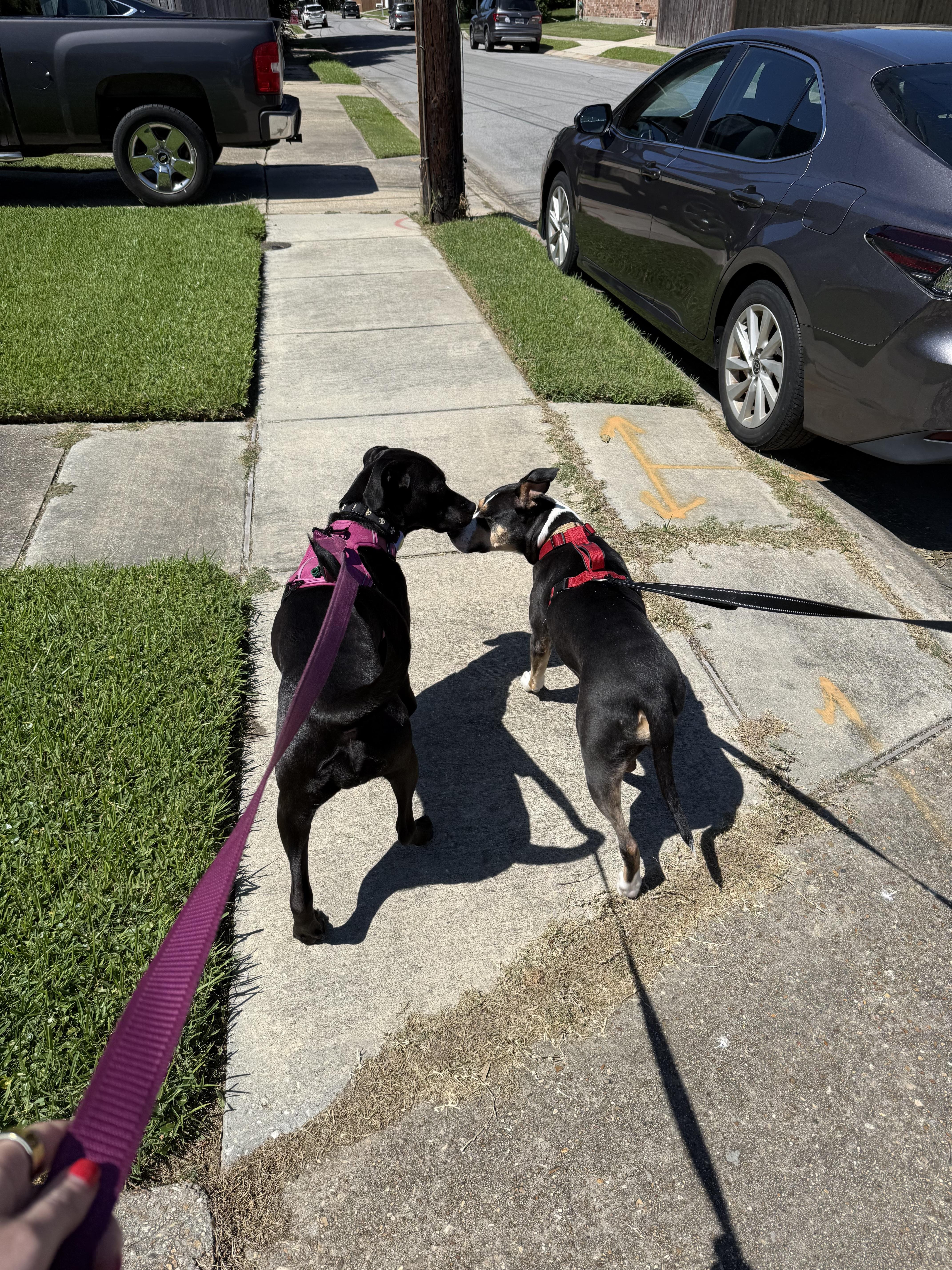 Enlarge Birdie sweet and shy, a Adoptable mixed breed in Metairie, LA image 5/6