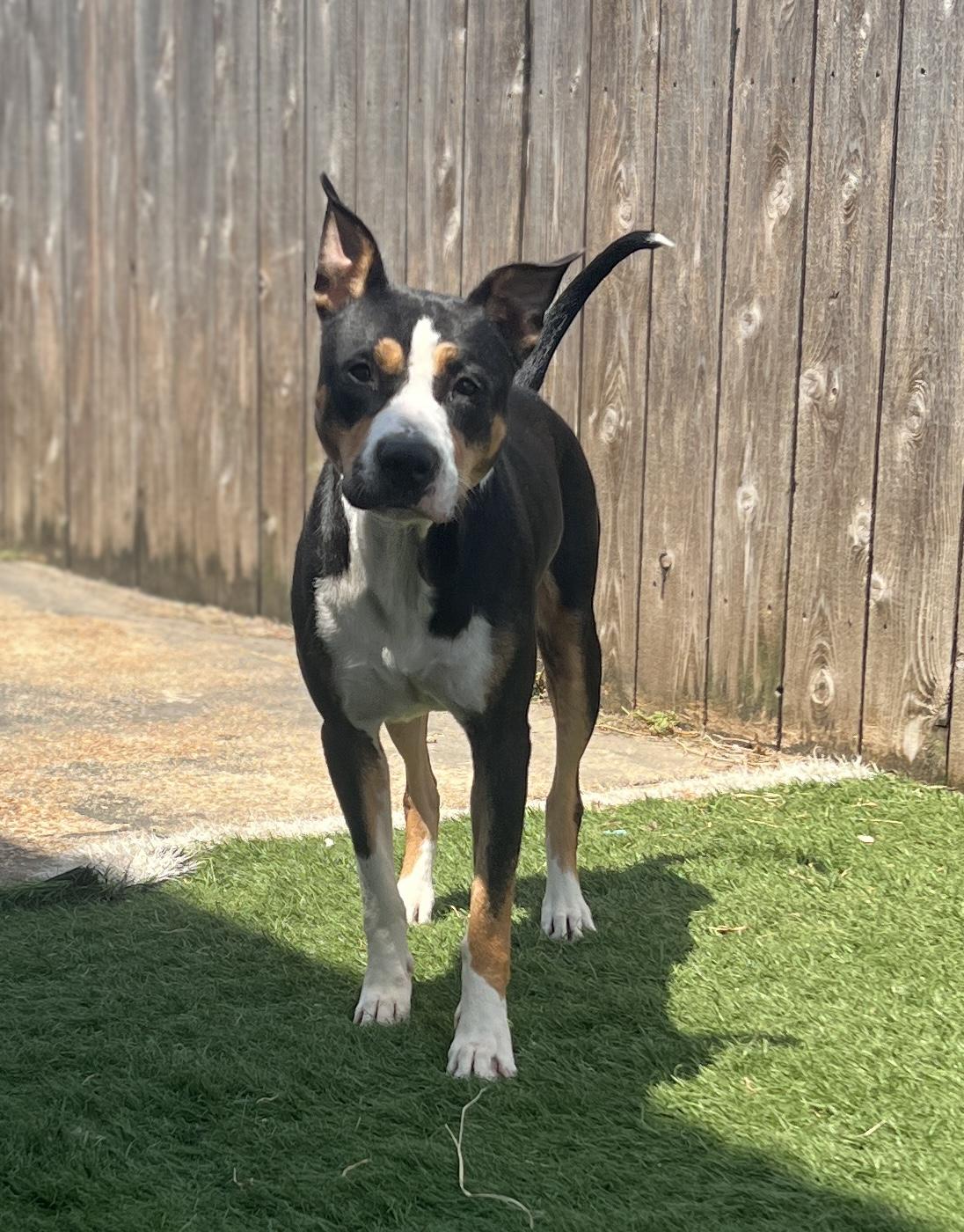 Enlarge Birdie sweet and shy, a Adoptable mixed breed in Metairie, LA image 2/6