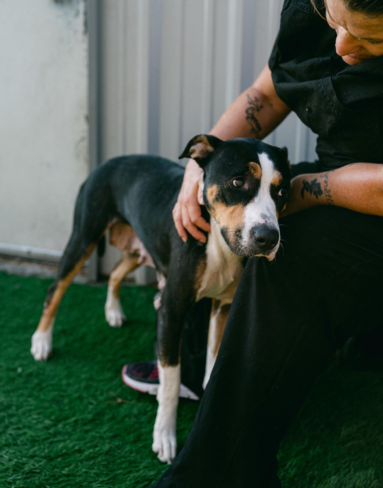 Enlarge Birdie sweet and shy, a Adoptable mixed breed in Metairie, LA image 3/6