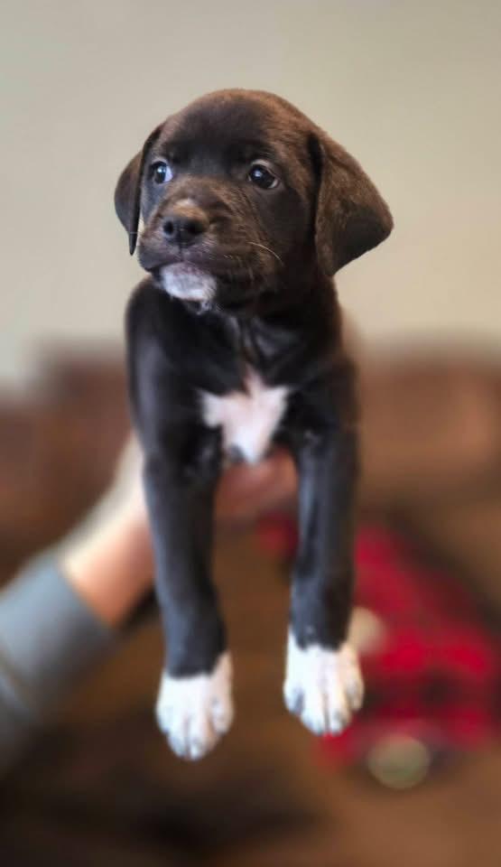 Enlarge Maisy, a Adoptable mixed breed in Berlin, NJ image 1/3