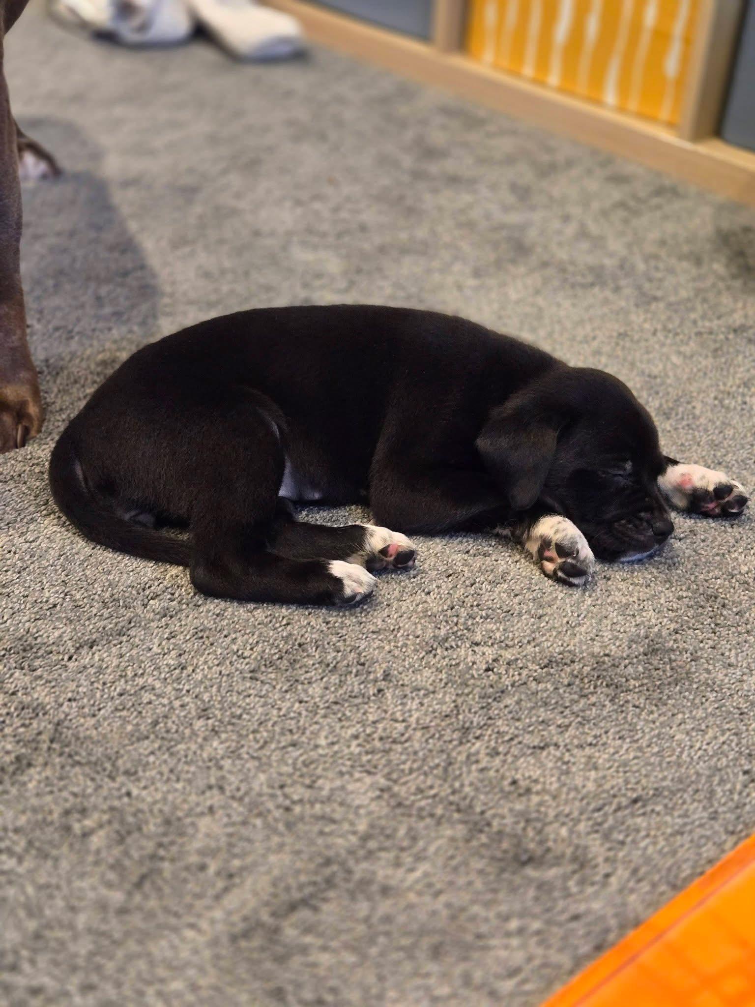 Enlarge Maisy, a Adoptable mixed breed in Berlin, NJ image 2/3