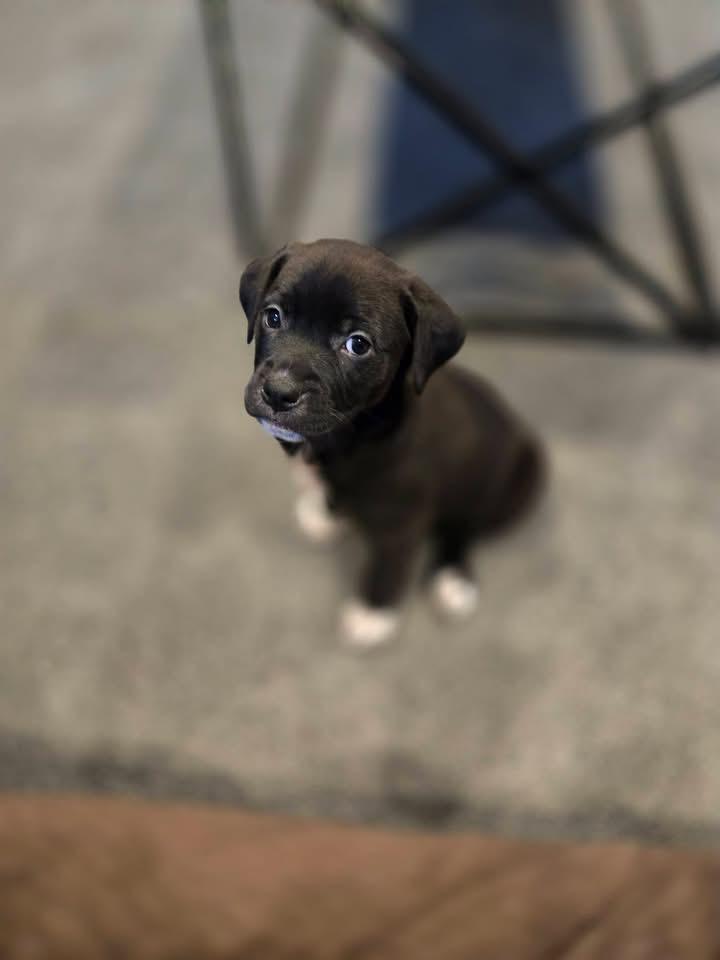 Enlarge Maisy, a Adoptable mixed breed in Berlin, NJ image 3/3