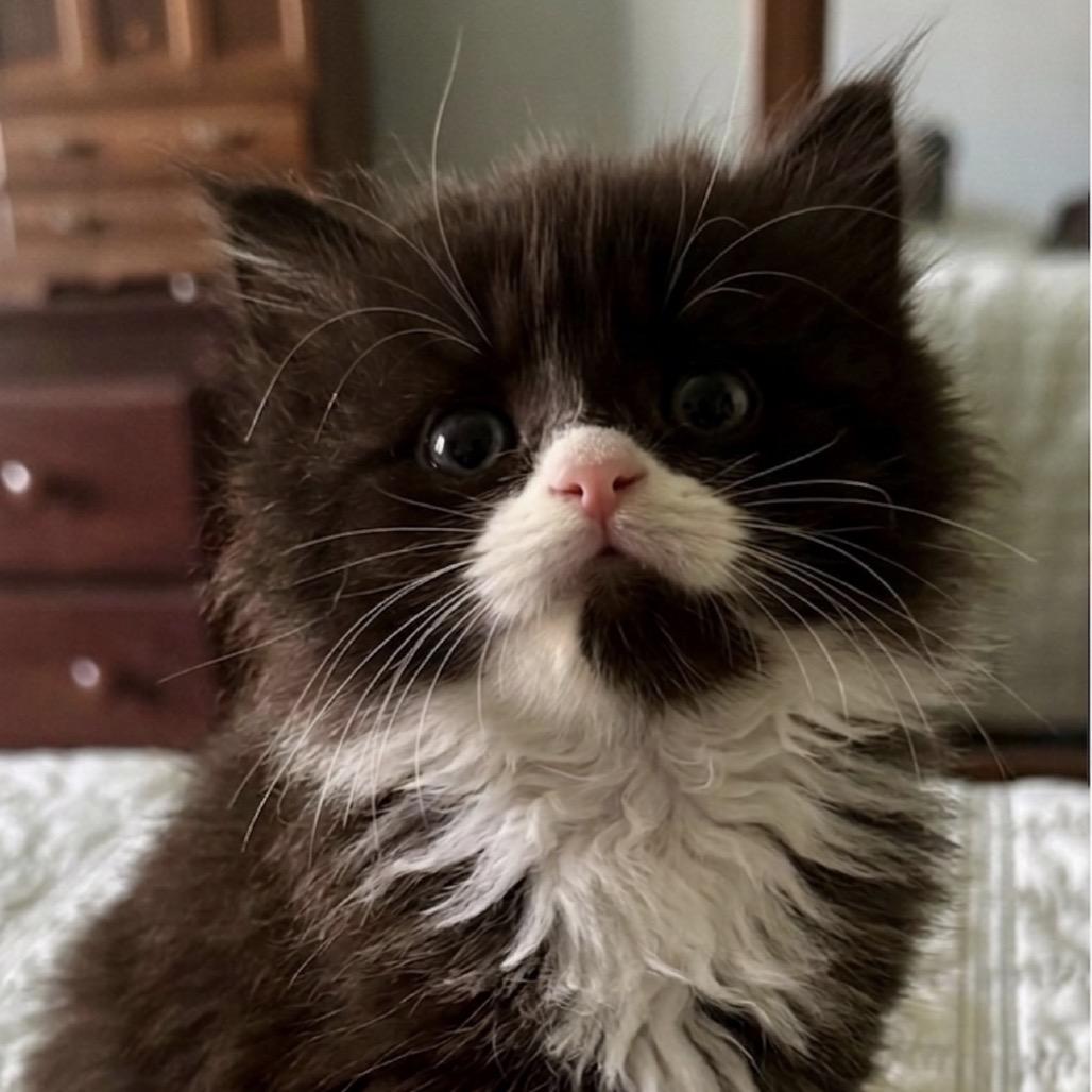 Enlarge Dumpling, a Adoptable Domestic Long Hair in Danbury, CT image 1/1