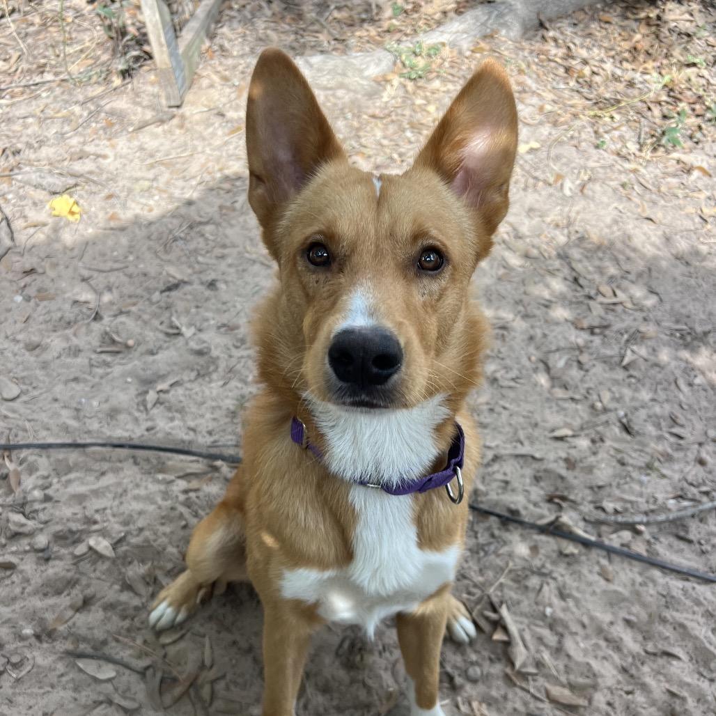 Howdy Rowdy, Adoptable, Young Male Mixed Breed.