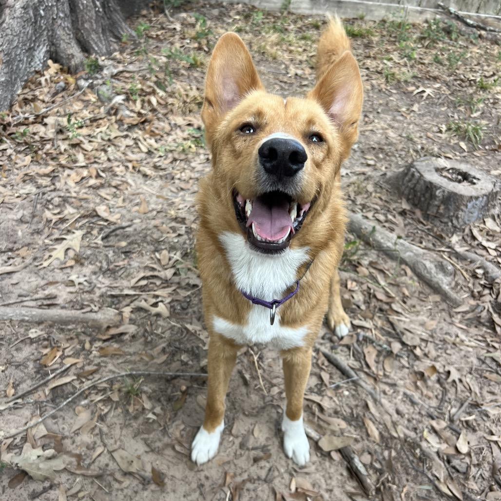 Howdy Rowdy, a Adoptable Mixed Breed in Middleton, WI image 2/6