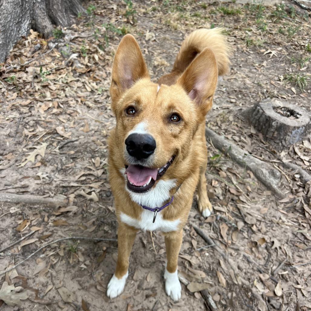 Howdy Rowdy, a Adoptable Mixed Breed in Middleton, WI image 3/6
