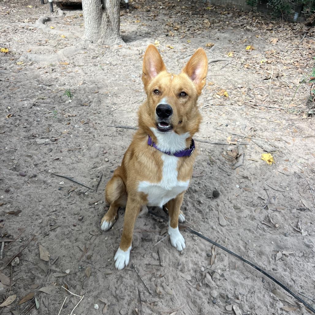 Howdy Rowdy, a Adoptable Mixed Breed in Middleton, WI image 4/6