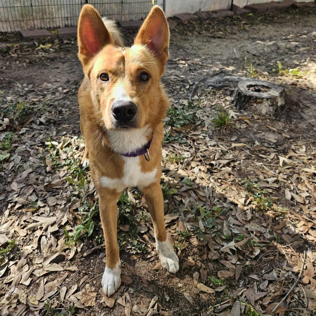 Howdy Rowdy, a Adoptable Mixed Breed in Middleton, WI image 5/6