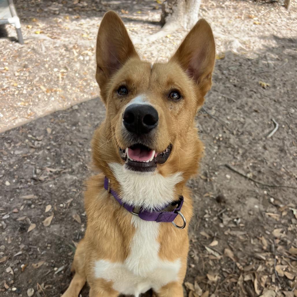 Howdy Rowdy, a Adoptable Mixed Breed in Middleton, WI image 6/6