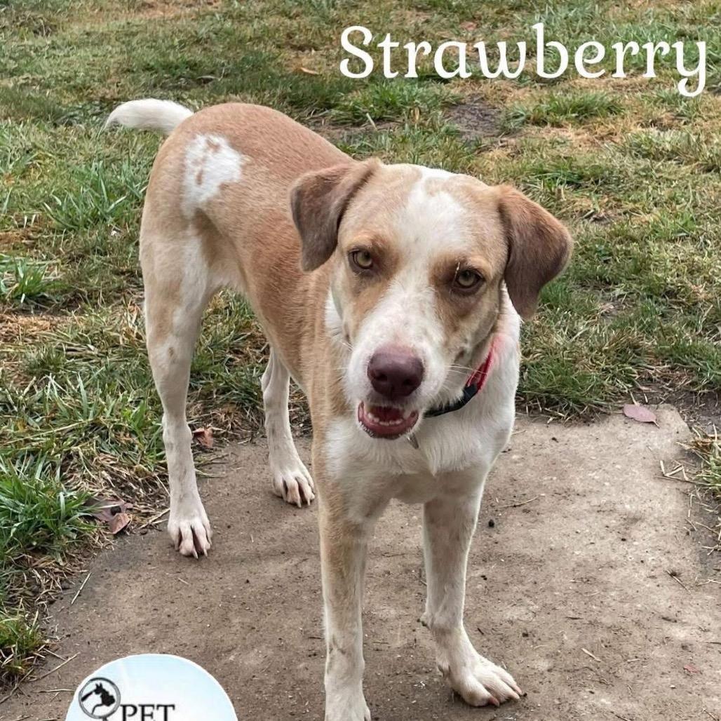 Strawberry, Adoptable, Adult Female Labrador Retriever & Border Collie.