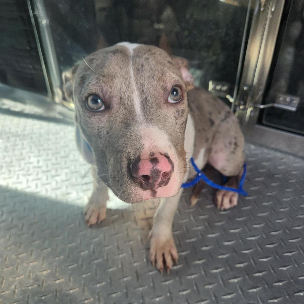 Bun, Adoptable, Young Female Pit Bull Terrier.