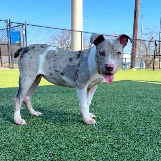 Enlarge Bun, a Adoptable mixed breed in Bryan, TX image 3/3