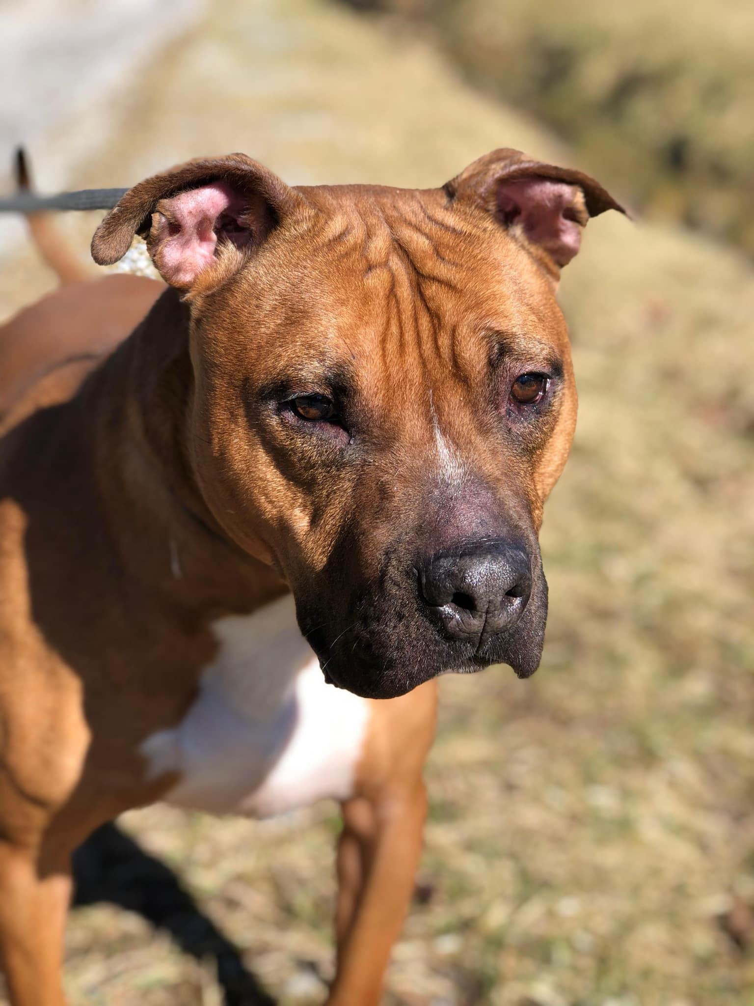 Herman, Adopted, Young Male Pit Bull Terrier.