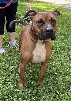 Enlarge Herman, a Adopted Pit Bull Terrier in Elkins, WV image 3/3