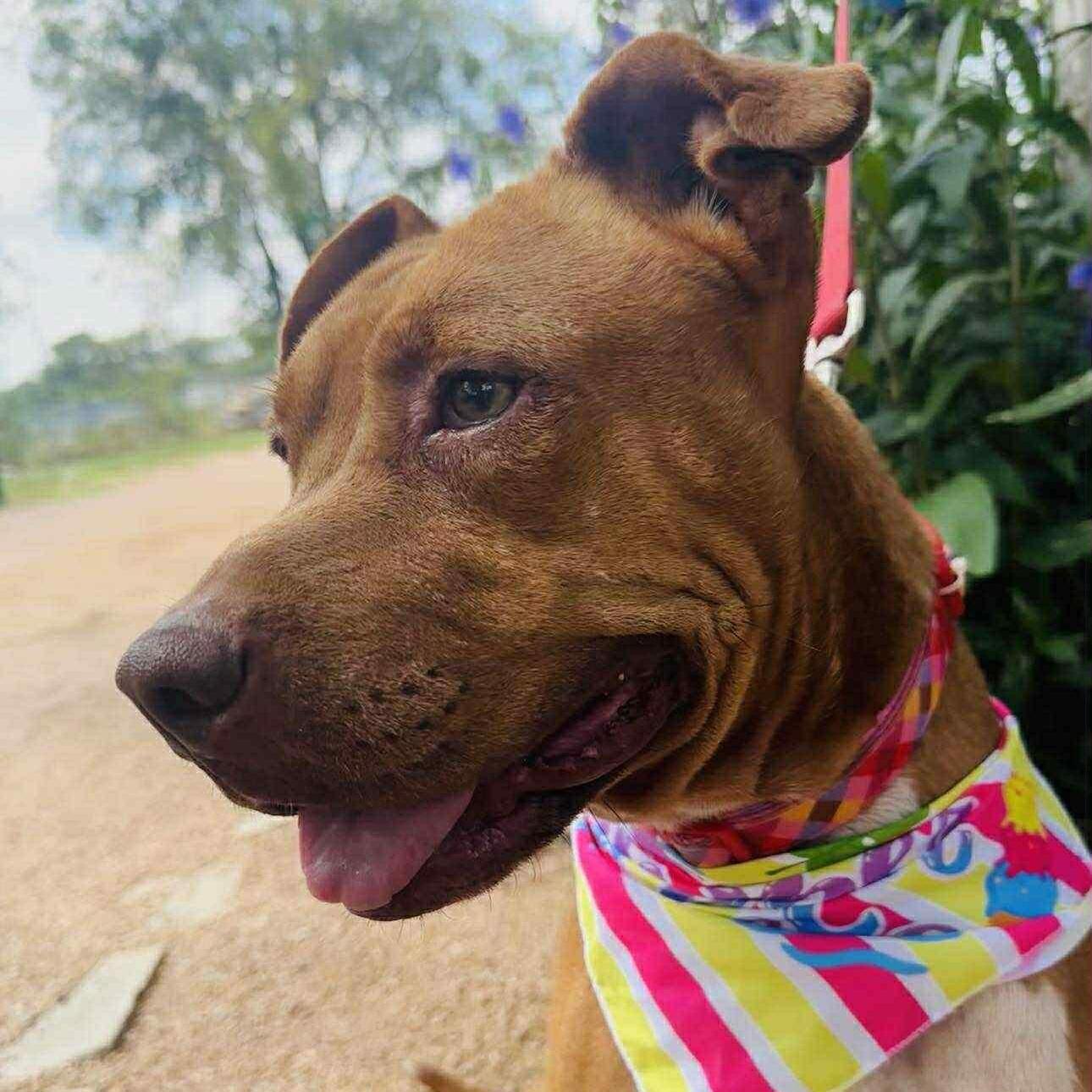 Ginger, a Adoptable Mixed Breed in Cincinnati, OH image 5/6