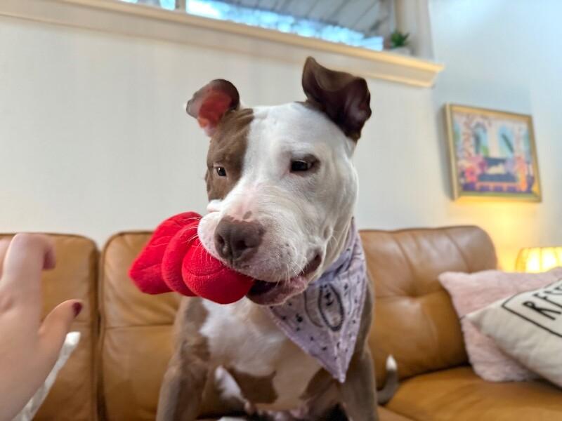 Pixie People Lover thumbnail 4