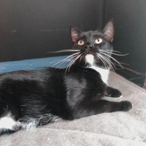 Enlarge Roxy, a Adoptable Domestic Short Hair in Rutherfordton, NC image 1/3
