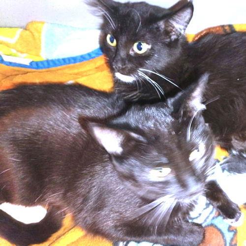 Roxy, Adoptable, Young Female Domestic Short Hair.